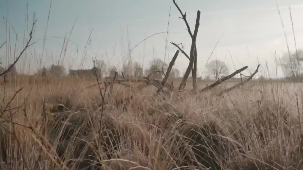 Stock Video Branches Of A Tree Without Leaves In A Forest Live Wallpaper For PC