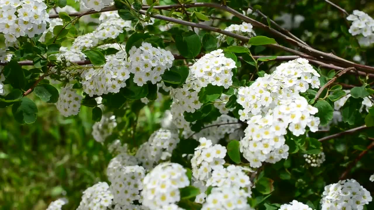 Stock Video Branches Of A Tree With Leaves And Many Flowers Live Wallpaper For PC