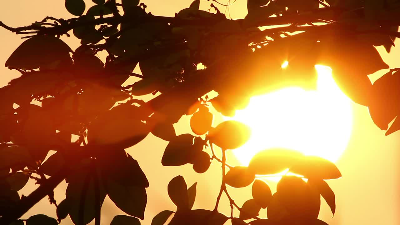 Stock Video Branches Silhouetted Against The Sun Live Wallpaper For PC