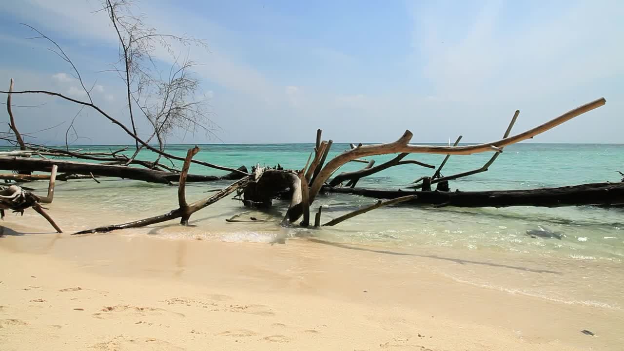Stock Video Branches Of A Tree On The Beach Live Wallpaper For PC