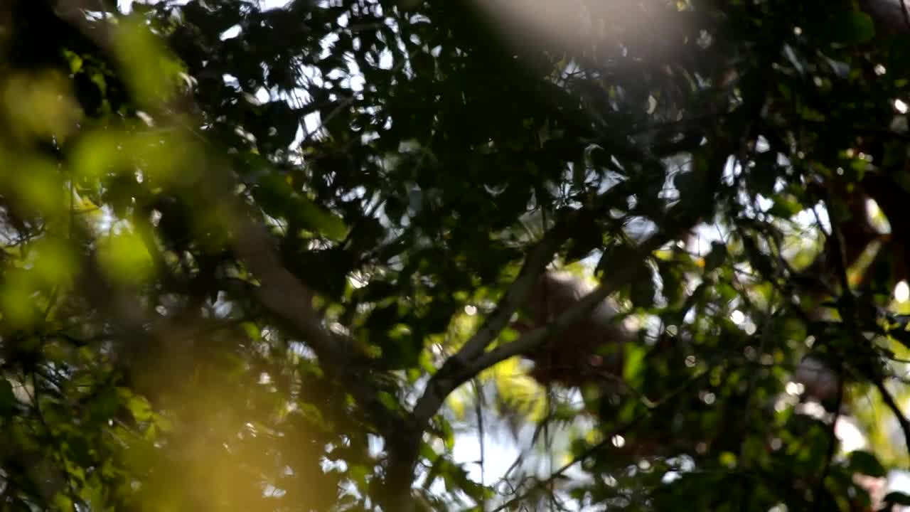 Stock Video Branches And Leaves From Some Trees Live Wallpaper For PC