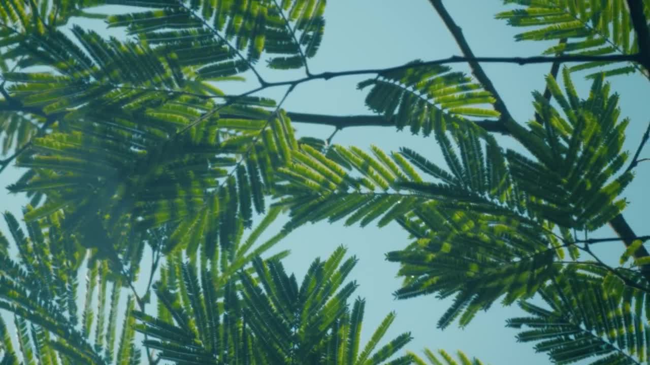 Stock Video Branches And Leaves From A Tree Close Up Live Wallpaper For PC