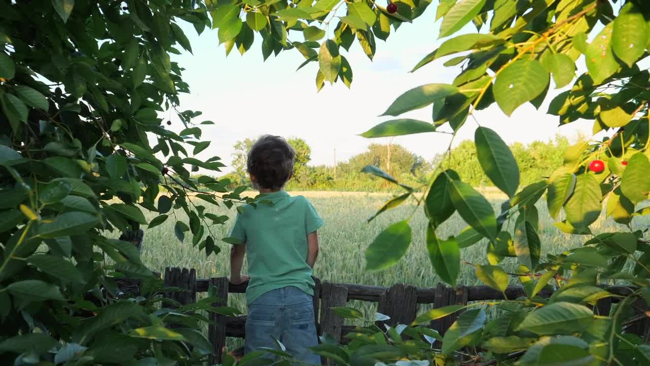 Stock Video Boy Standing In Farmland Live Wallpaper For PC