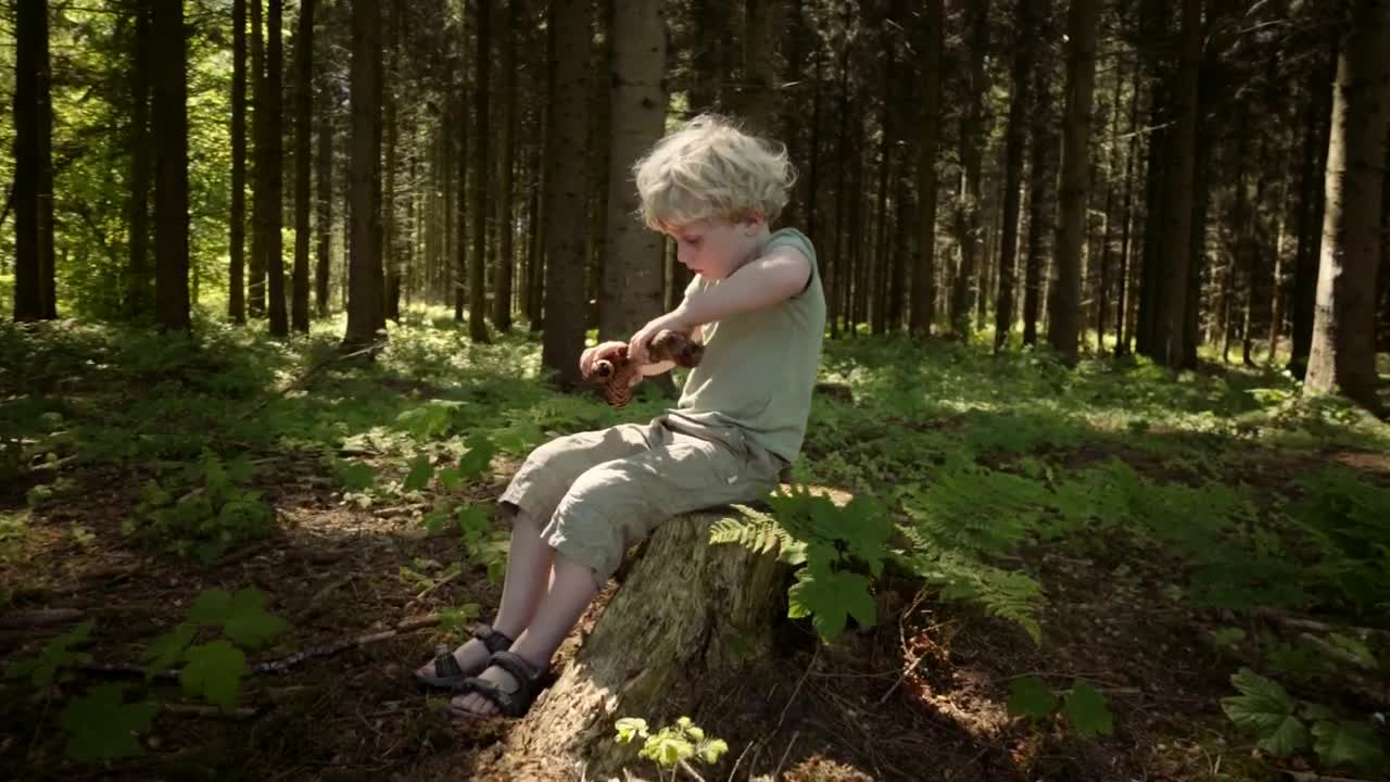 Stock Video Boy Playing In Woodland Live Wallpaper For PC