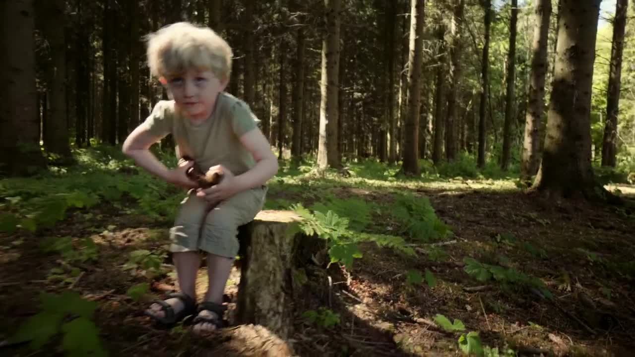 Stock Video Boy Collecting Pinecones Live Wallpaper For PC