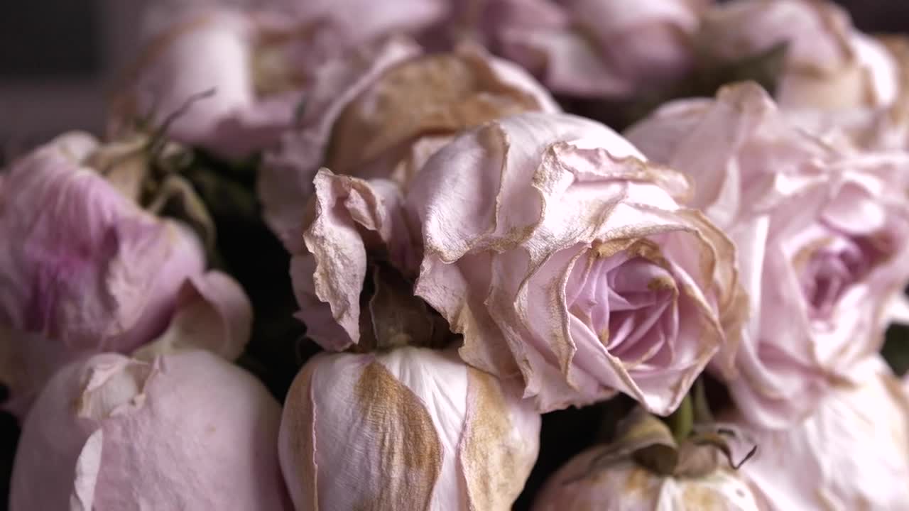 Stock Video Bouquet Of Withered Pink Roses Live Wallpaper For PC