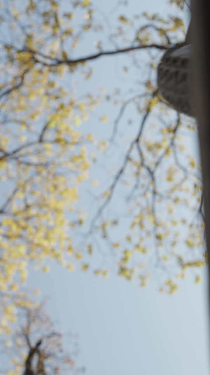 Stock Video Bottom View Of The Wheels Of A Cyclist In Nature Live Wallpaper For PC