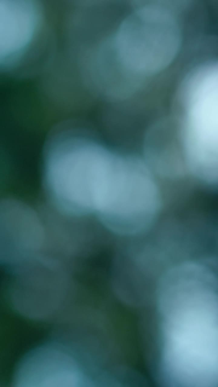 Stock Video Blurred View Of Sky Through The Leaves Of A Tree Live Wallpaper For PC