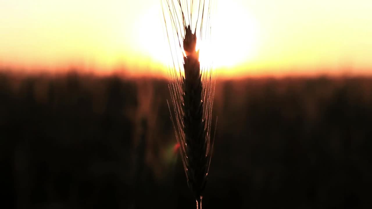 Stock Video Blurred Sunset From A Field Live Wallpaper For PC