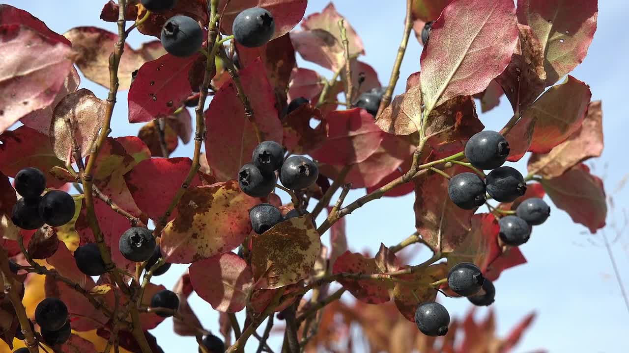 Stock Video Blueberry Close Up Live Wallpaper For PC