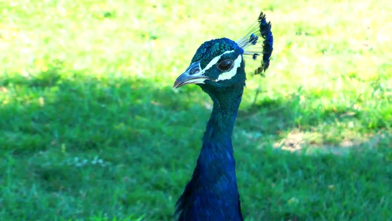 Stock Video Blue Peacock Looking Around Live Wallpaper For PC