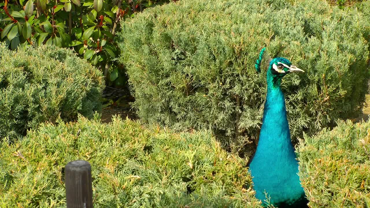 Stock Video Blue Peacock In A Garden Live Wallpaper For PC