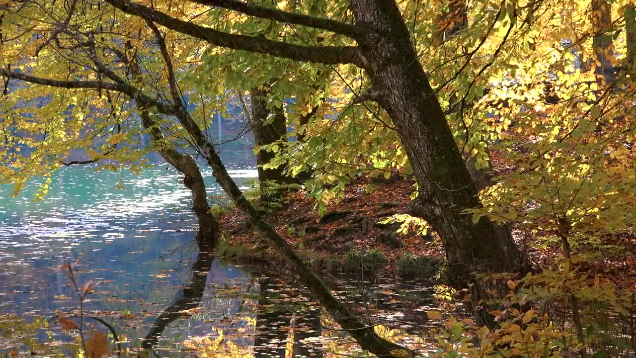 Stock Video Blue Lake And Forest In The Autumn Season Live Wallpaper For PC