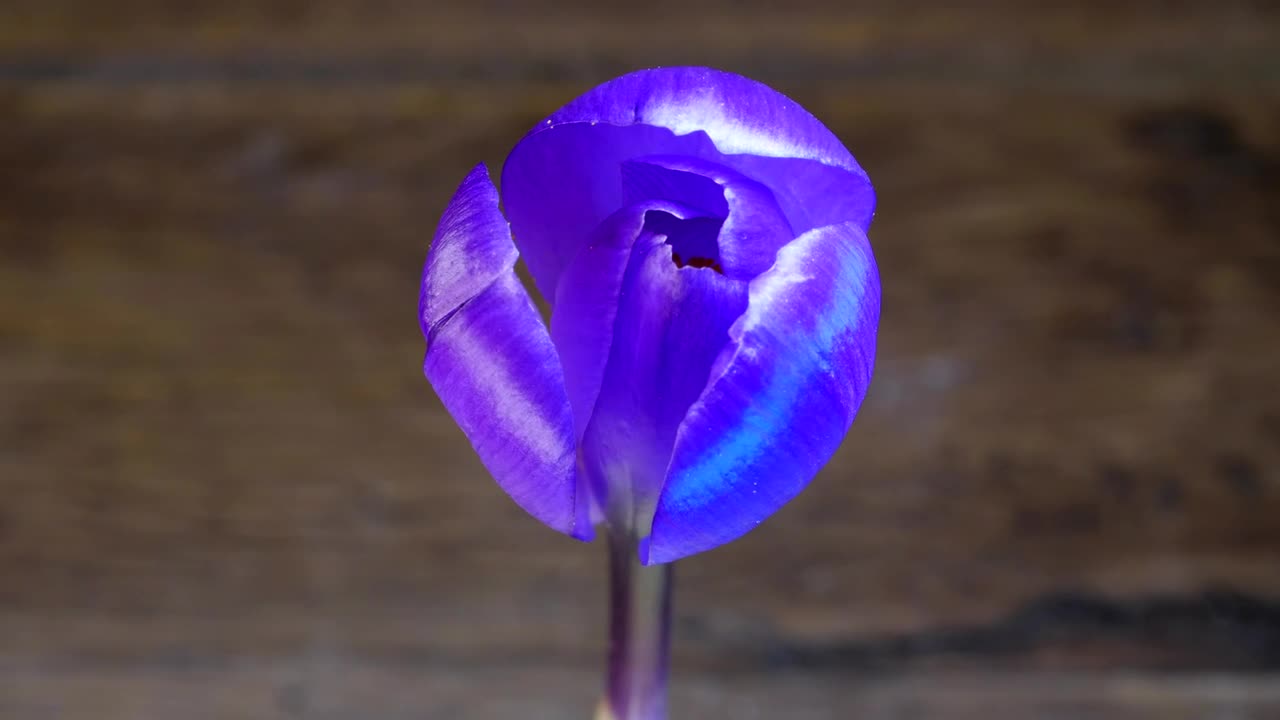 Stock Video Blue Flower Slowly Opening Its Petals Live Wallpaper For PC