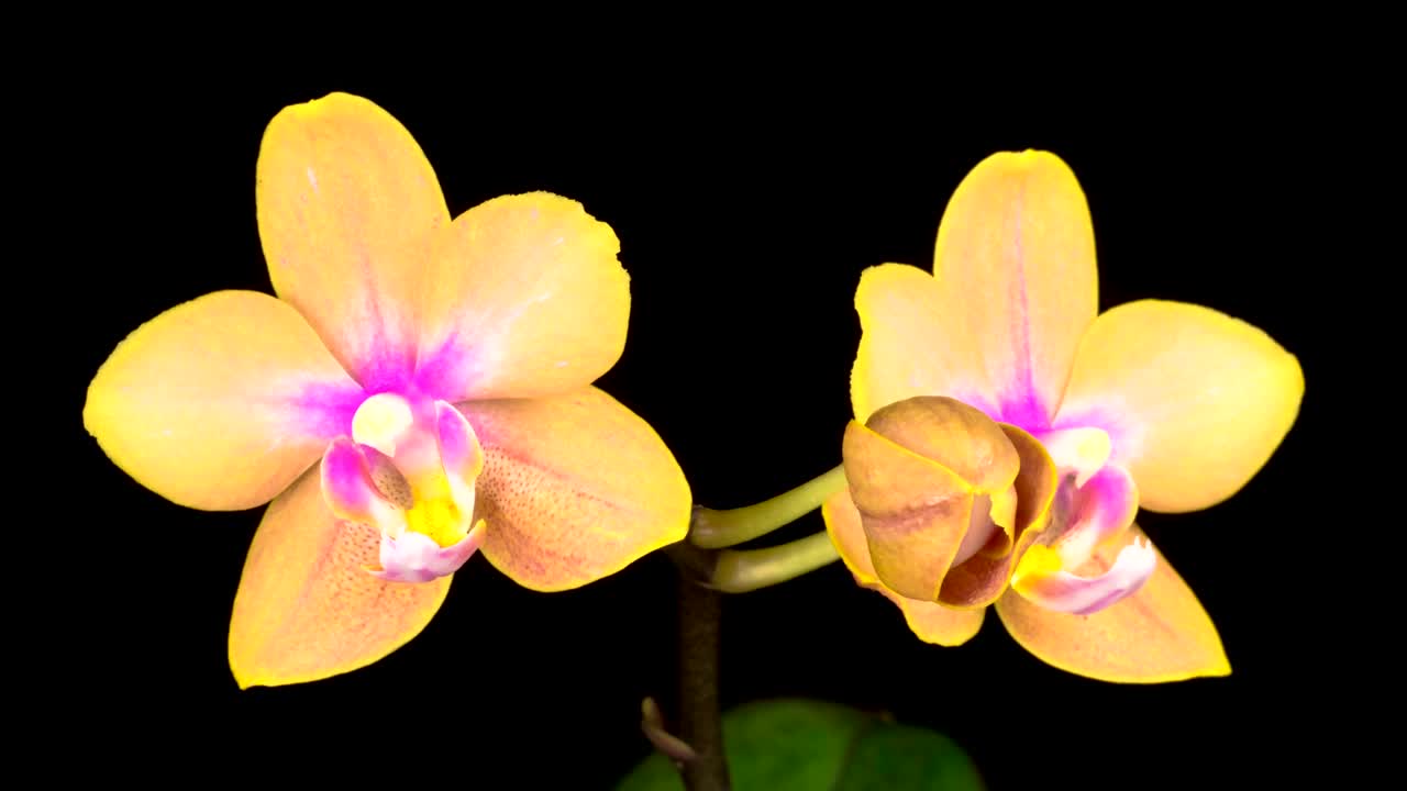 Stock Video Blooming Yellow Orchid Live Wallpaper For PC