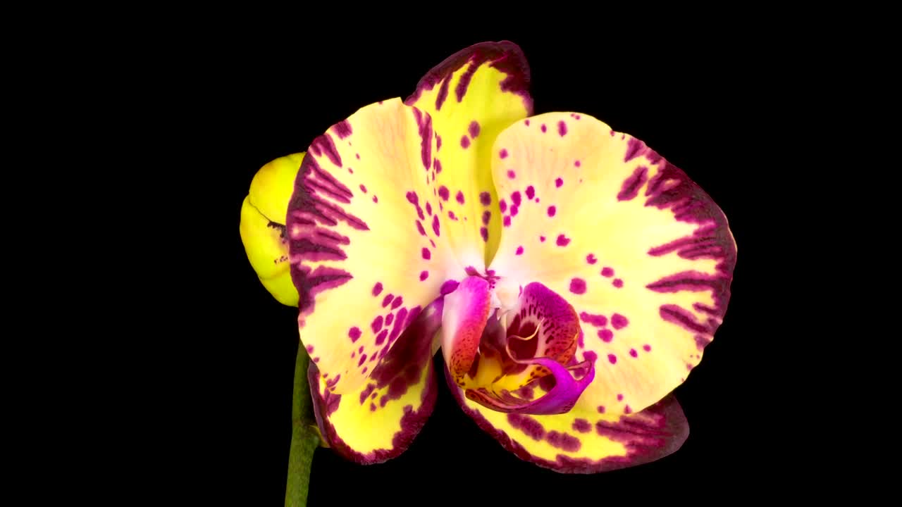 Stock Video Blooming Yellow And Violet Orchid Flower Live Wallpaper For PC