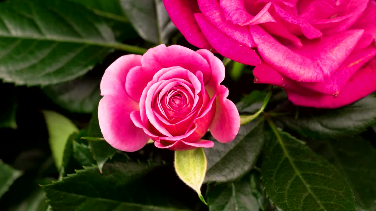 Stock Video Blooming Rose Flower In The Branch Live Wallpaper For PC