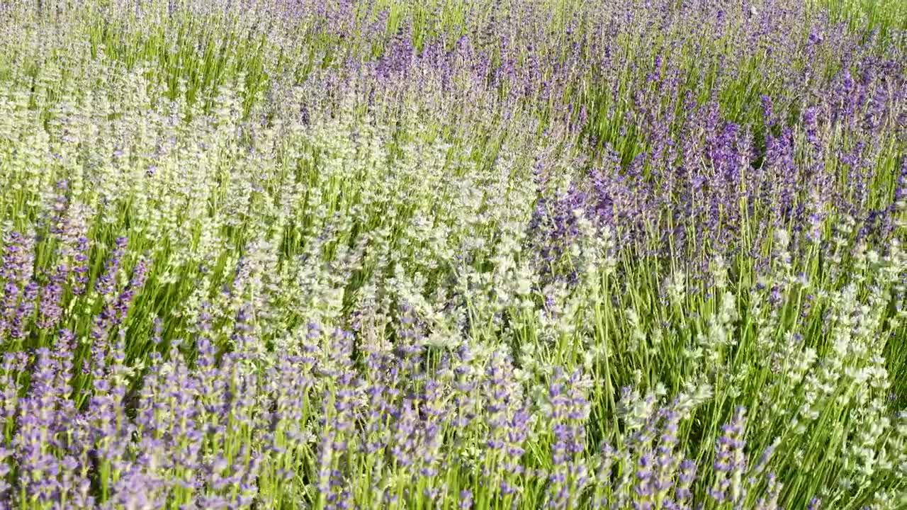 Stock Video Blooming Lavender Flowers On A Sunny Day Live Wallpaper For PC