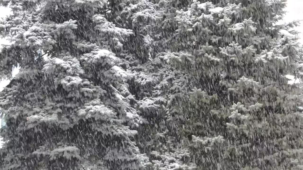 Stock Video Blizzard Covering A Forest Live Wallpaper For PC