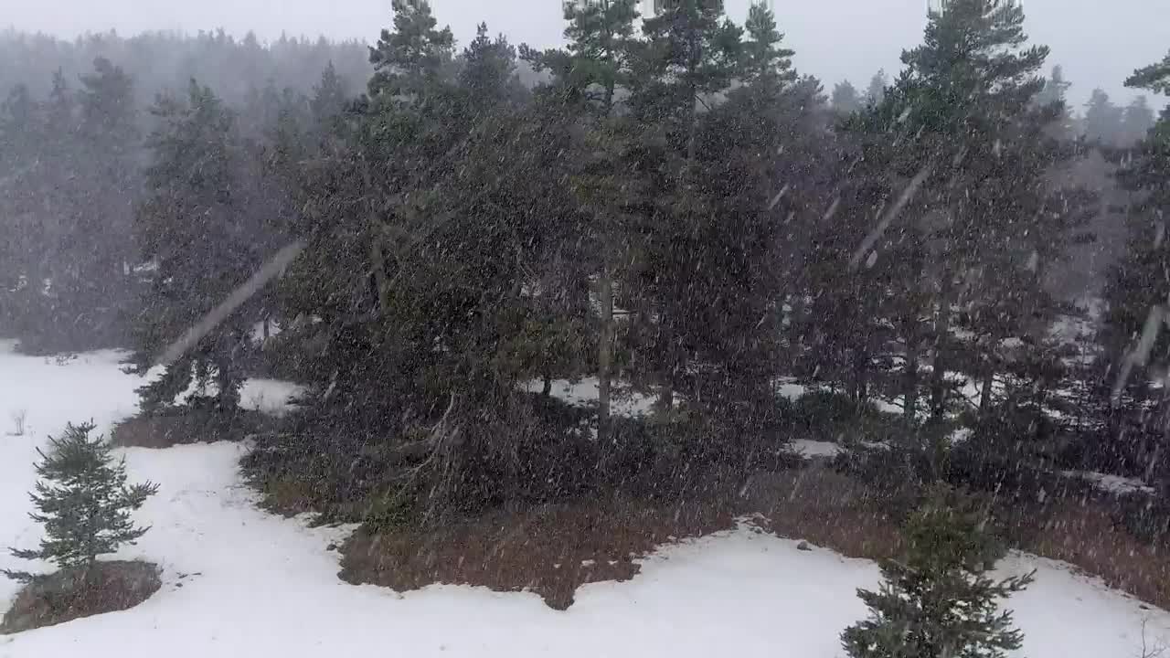 Stock Video Blizzard At The Pine Forest Live Wallpaper For PC