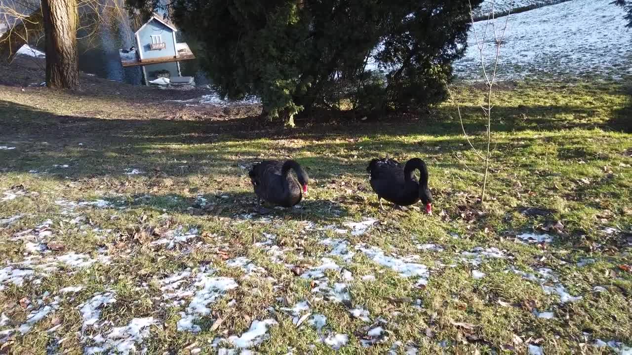 Stock Video Black Swans In A Frozen Field Live Wallpaper For PC