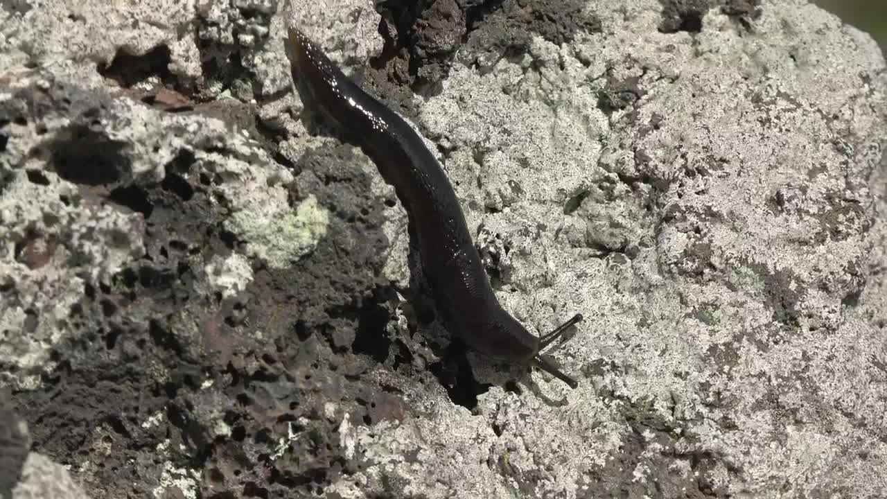 Stock Video Black Slug Crawling On A White Rock Live Wallpaper For PC
