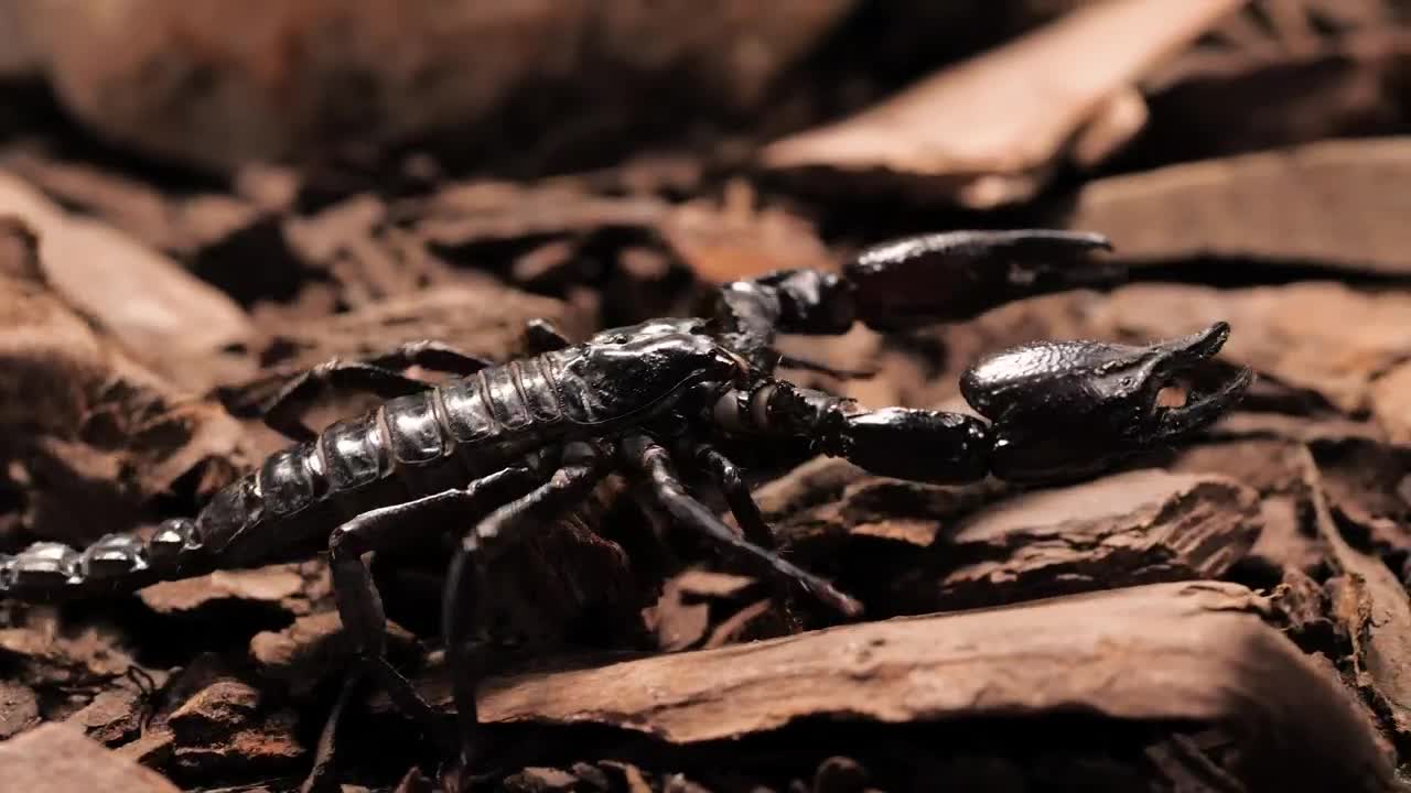 Stock Video Black Scorpion Walking Closeup Live Wallpaper For PC
