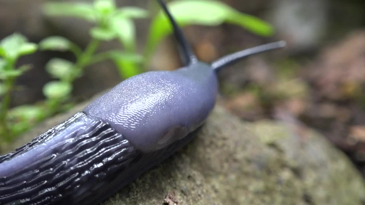 Stock Video Black Slug Crawling On A Rock Live Wallpaper For PC