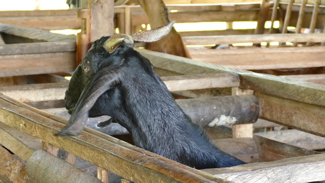 Stock Video Black Goat Looking Around Live Wallpaper For PC