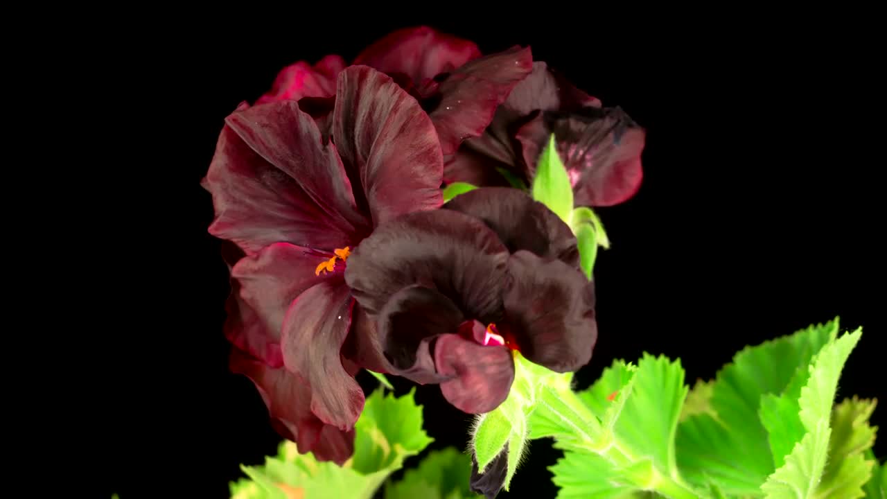 Stock Video Black Geranium Blooming Live Wallpaper For PC