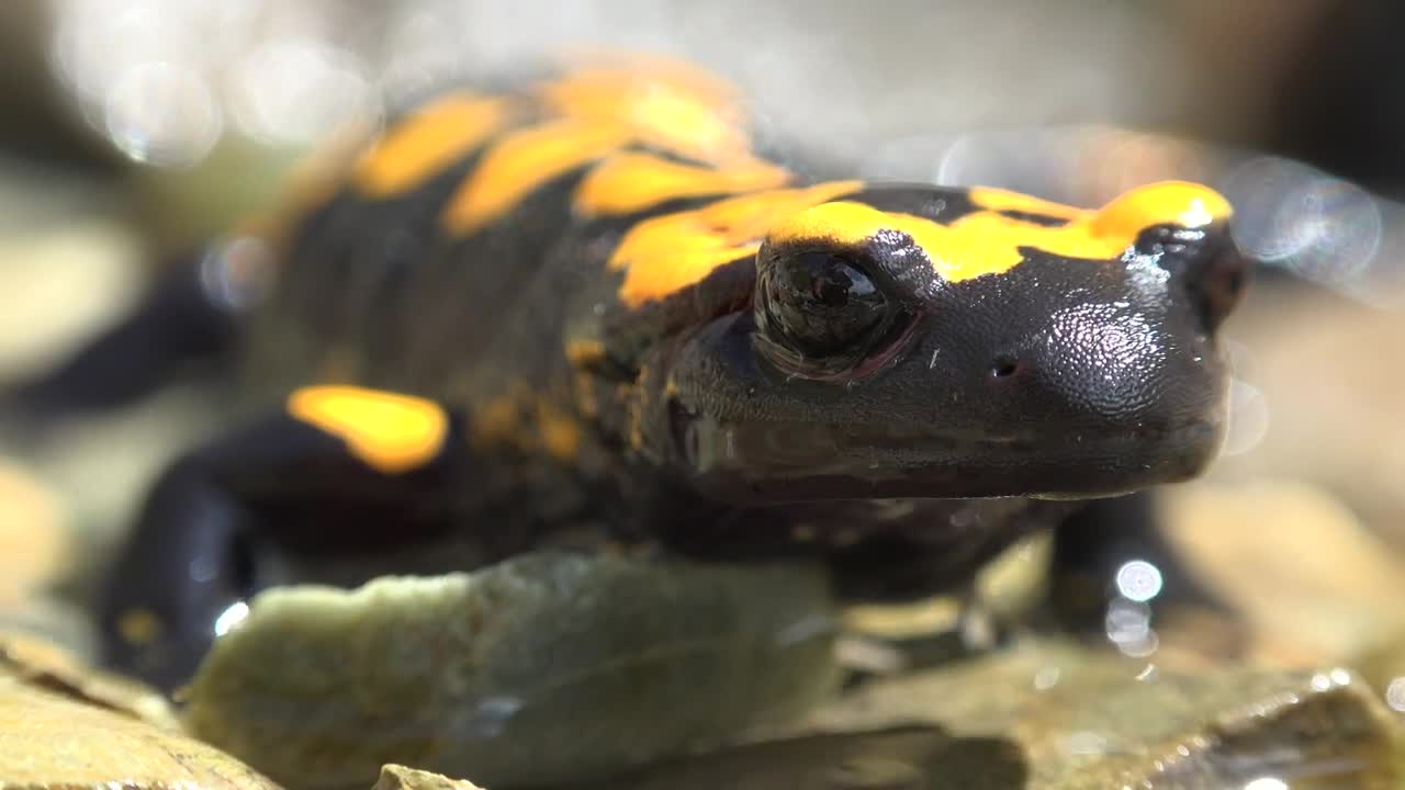 Stock Video Black Frog In The Water Live Wallpaper For PC