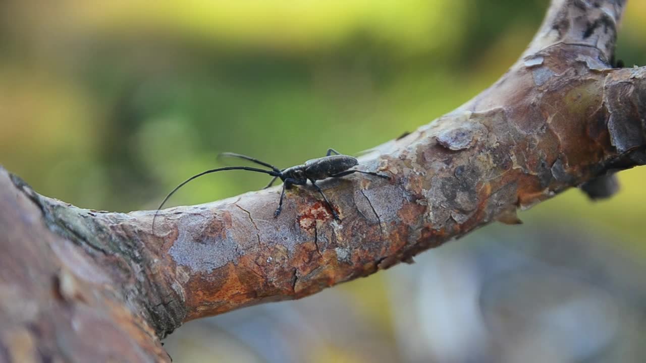 Stock Video Black Bug On A Tree Live Wallpaper For PC