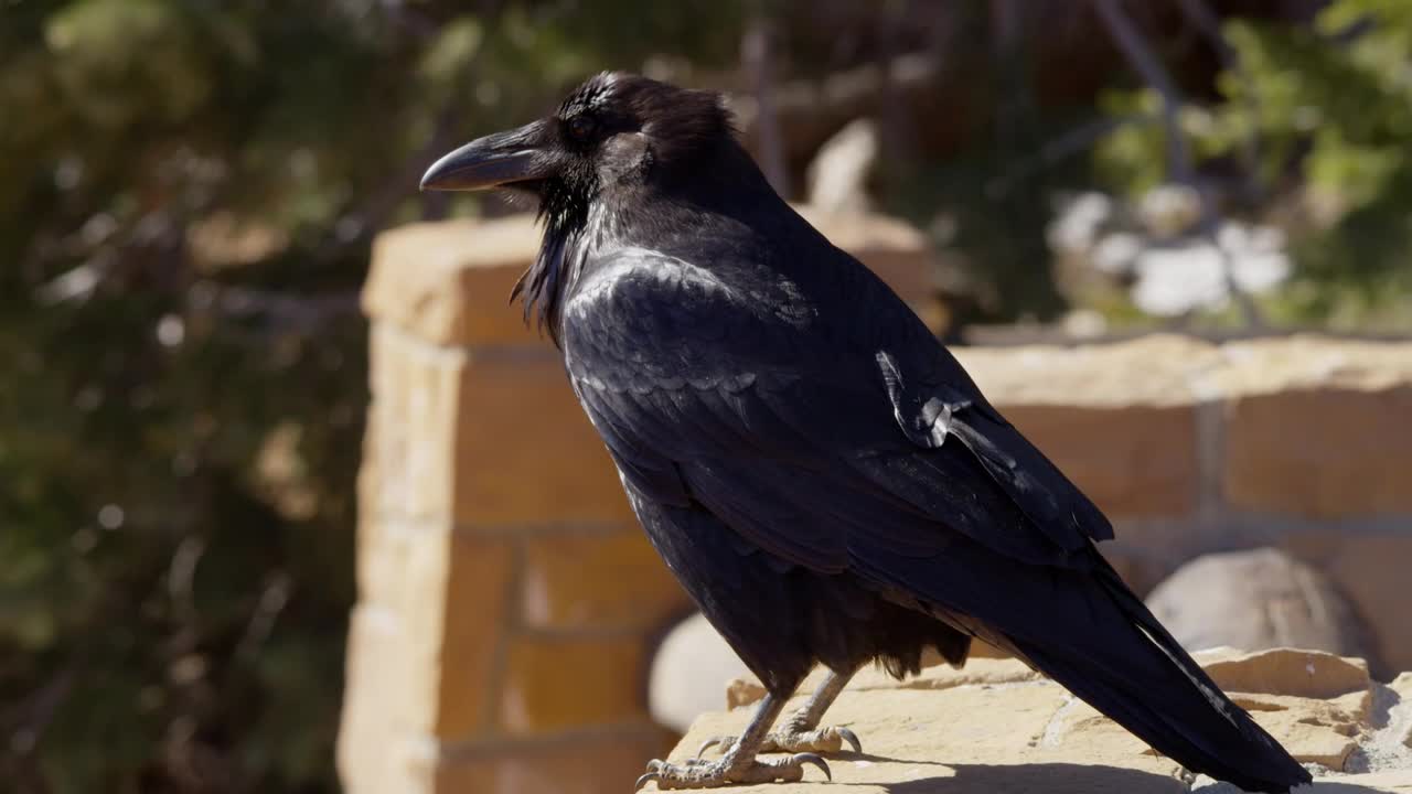 Stock Video Black Bird Standing On A Roof Live Wallpaper For PC