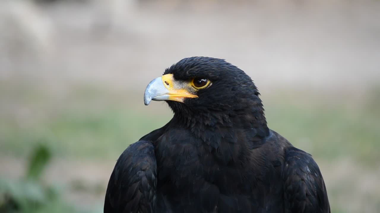 Stock Video Black Bird Looking Towards The Camera Live Wallpaper For PC