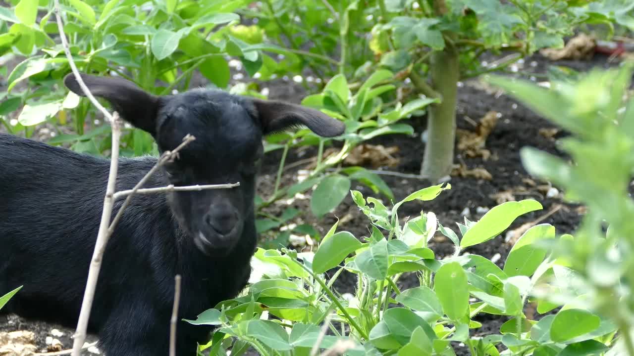 Stock Video Black Baby Goat Eating Leafs Live Wallpaper For PC