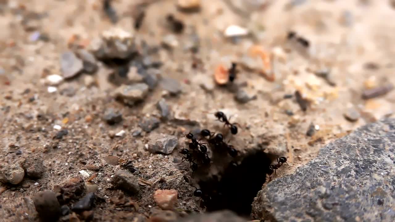 Stock Video Black Ants Near Its Anthill Live Wallpaper For PC