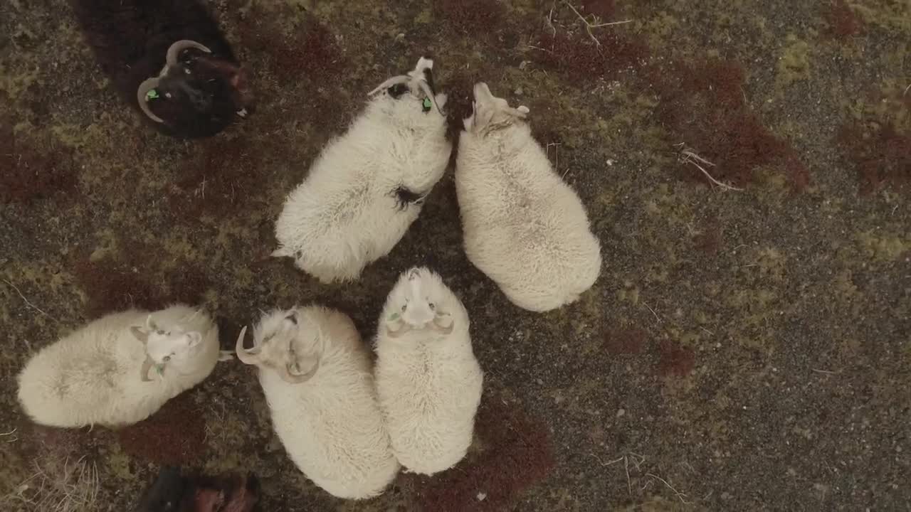 Stock Video Black And White Sheep Live Wallpaper For PC