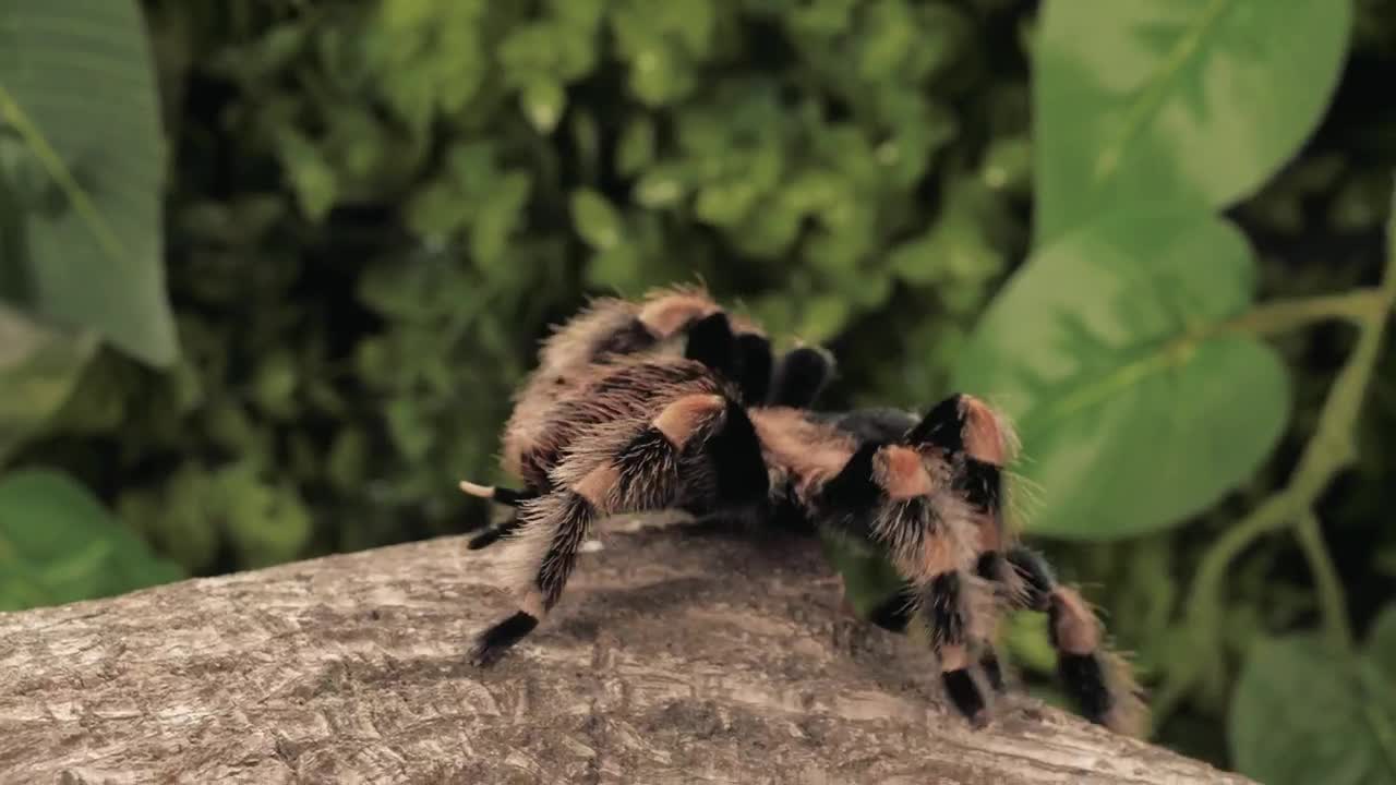 Stock Video Black And Orange Tarantula Walking Closeup Live Wallpaper For PC