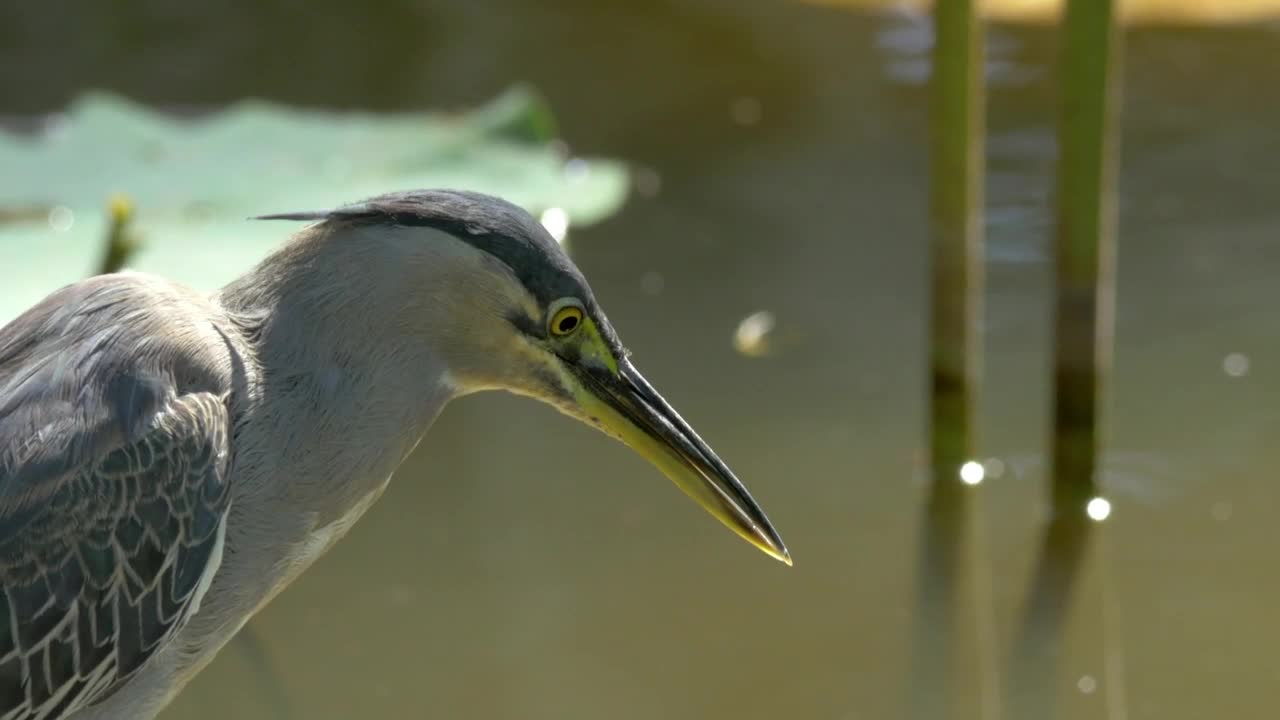Stock Video Bittern Looking Into The Water Live Wallpaper For PC