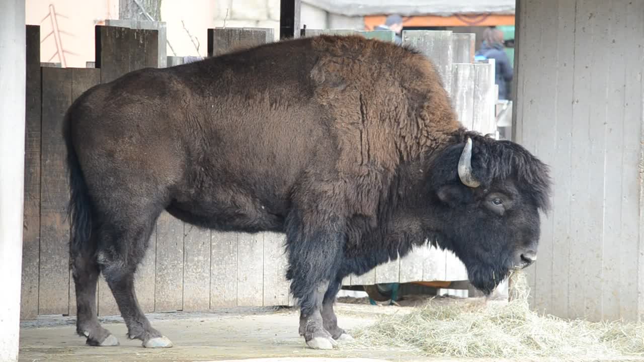 Stock Video Bison Eating In A Stable Live Wallpaper For PC