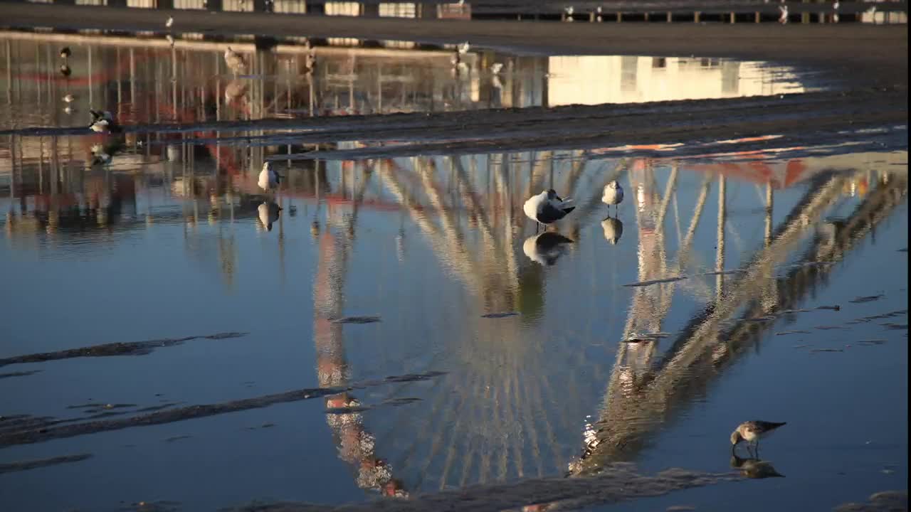 Stock Video Birds Standing On Wet Ground Live Wallpaper For PC