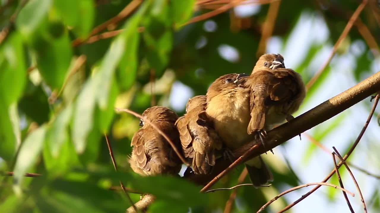 Stock Video Birds Sleeping In A Group Live Wallpaper For PC