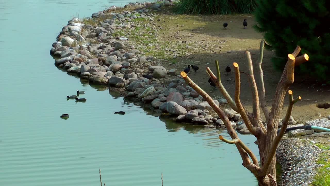 Stock Video Birds Rocks And A Dry Tree Around A Lake Live Wallpaper For PC