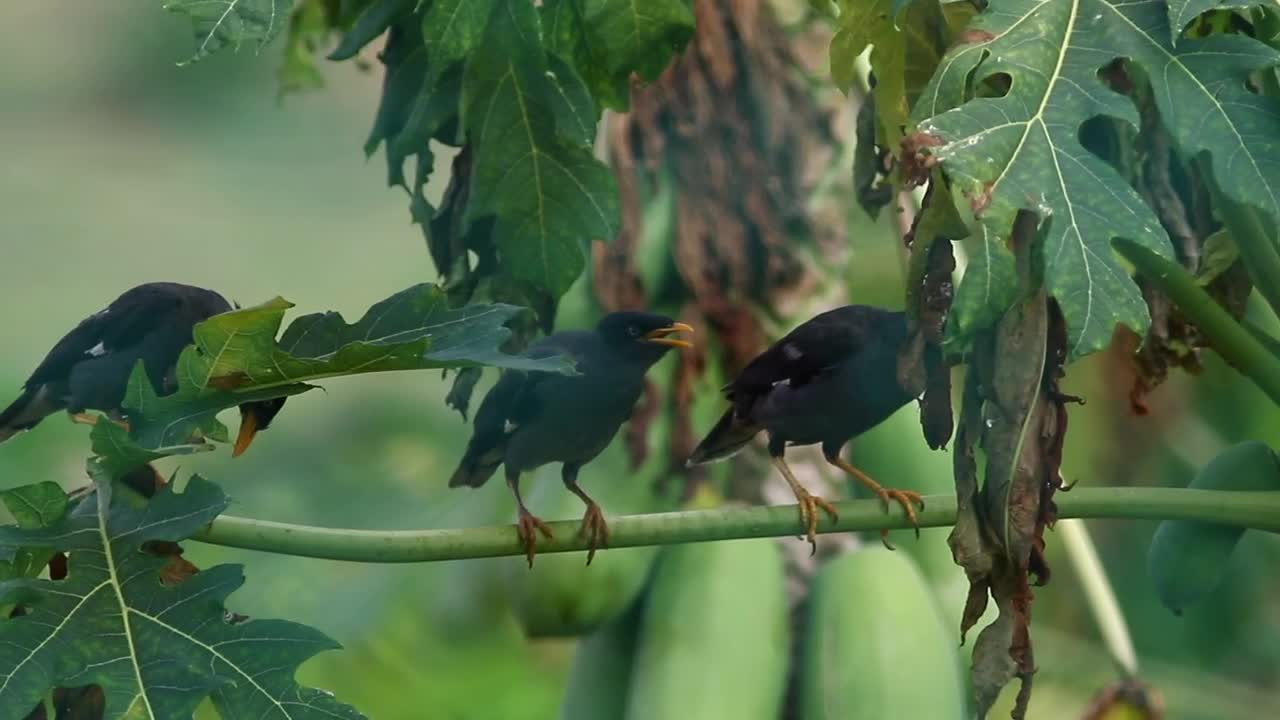 Stock Video Birds Singing In A Tree Live Wallpaper For PC