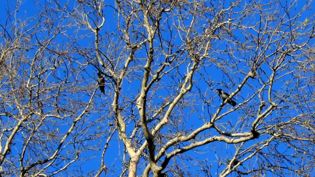 Stock Video Birds Perched On A Dry Tree On A Sunny Day Live Wallpaper For PC