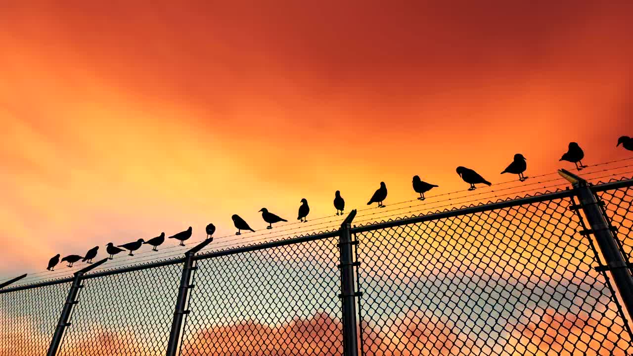 Stock Video Birds On A Wire Fence Live Wallpaper For PC