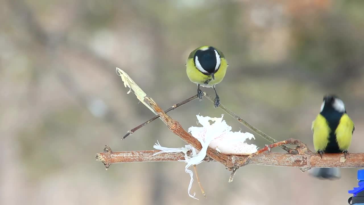 Stock Video Birds On A Branch Live Wallpaper For PC