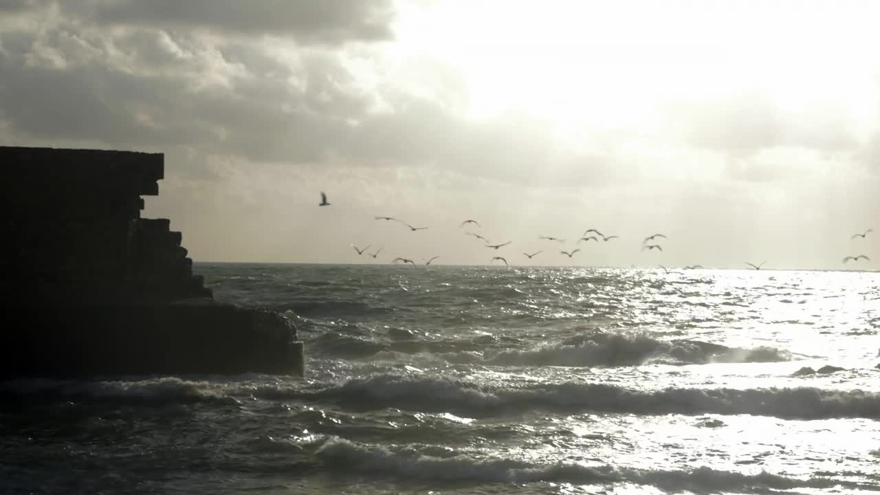 Stock Video Birds Lifting Off From The Ocean Live Wallpaper For PC