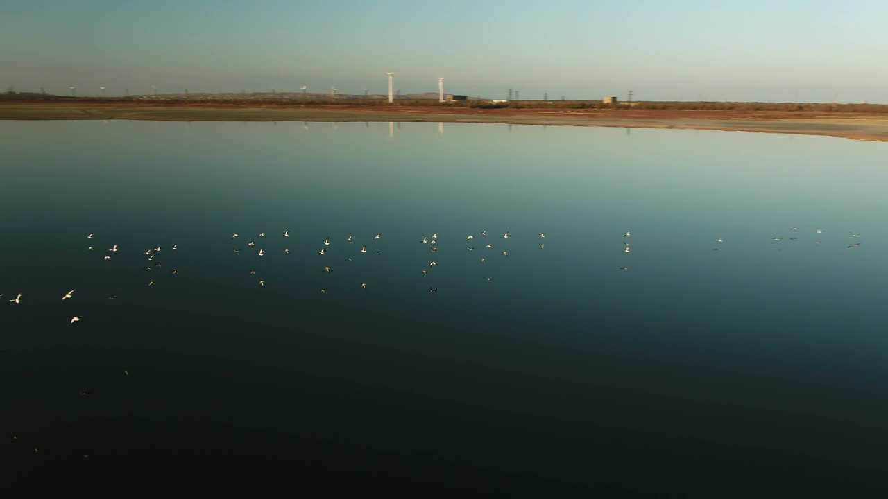 Stock Video Birds Lifting Off From Still Water Live Wallpaper For PC