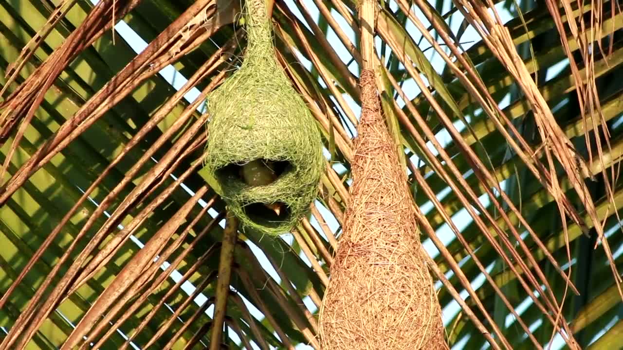 Stock Video Birds Inside A Hanging Nest Live Wallpaper For PC